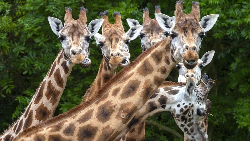 Modest growth in visitor numbers sees Fota Wildlife Park's surplus almost triple