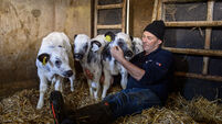Irish Examiner photographer wins prestigious agricultural award