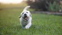 Happy Playful Puppy Portrait - White Yellow Labrador - Back Yard Grass