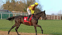Galopin Des Champsr ridden by Paul Townend, prior to the John Durkan Memorial Punchestown Steeplechase 24/11/2024