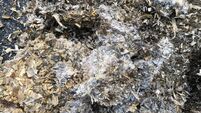 Mouldy maize silage in close up on a dairy farm