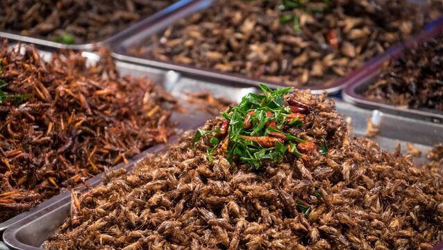 <p>Industrial-scale insect agriculture had the appeal of a green image but will insects also require animal welfare protections?</p>