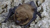 Richard Collins: Sounding out what it's like to be a bat