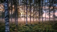 Idyllic landscape with birch forest and farm house at summer evening in Finland