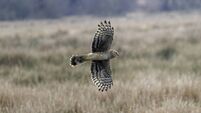 Hen harrier