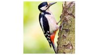 Anja Murray: The return of woodpeckers is a cause for celebration