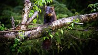 Pine marten rare species in natural habitat (Martes martes)