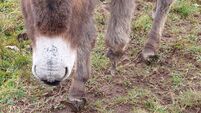 Woman settles case over 'randy' donkey who attempted to mount the horse she was riding