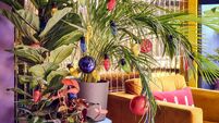 How to make your houseplants look festive